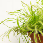 Drosera Capensis - 17cm