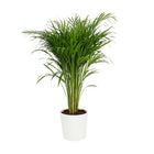 Dypsis Lutescens - 110cm in einem modernen Studio mit modernem Topf