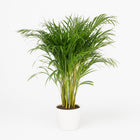 Dypsis Lutescens - 110cm in einem modernen Studio mit modernem Topf