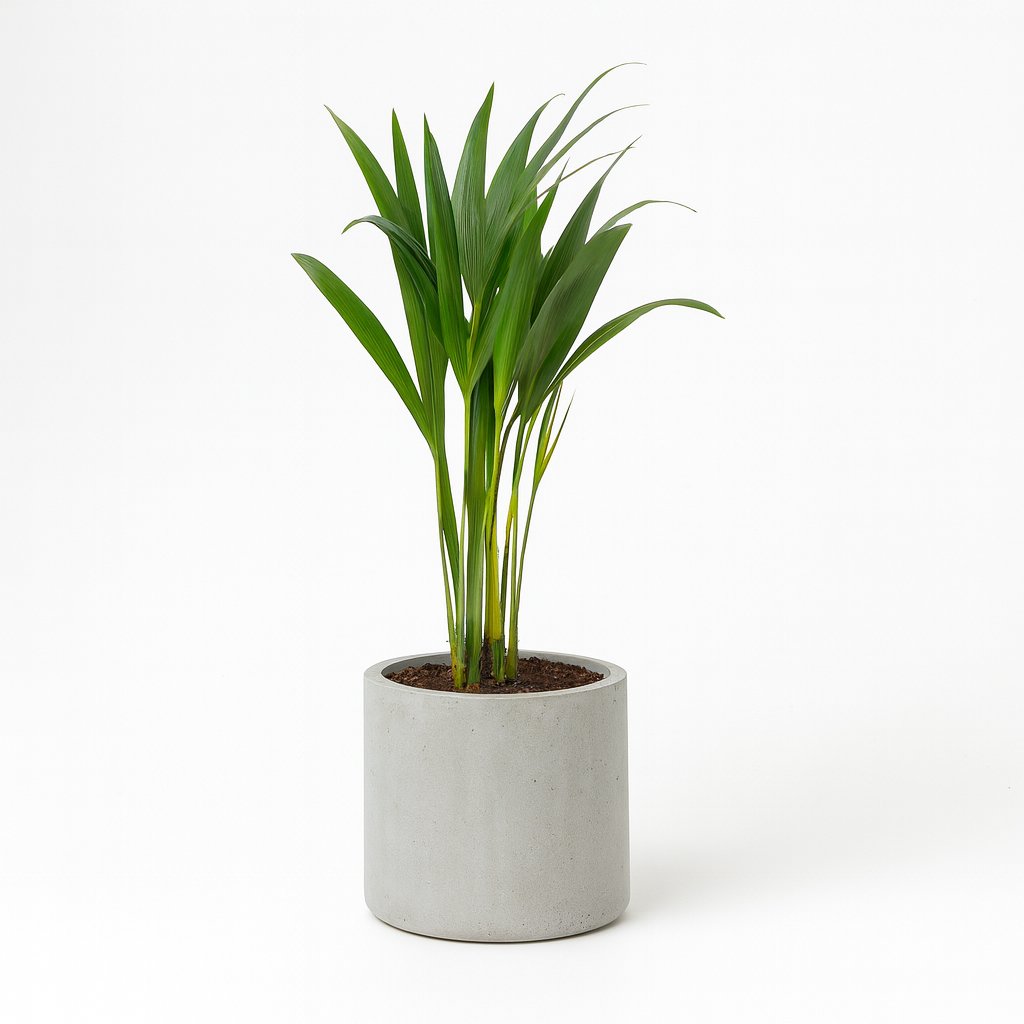 Dypsis Lutescens - 40cm in einem modernen Studio mit modernem Topf