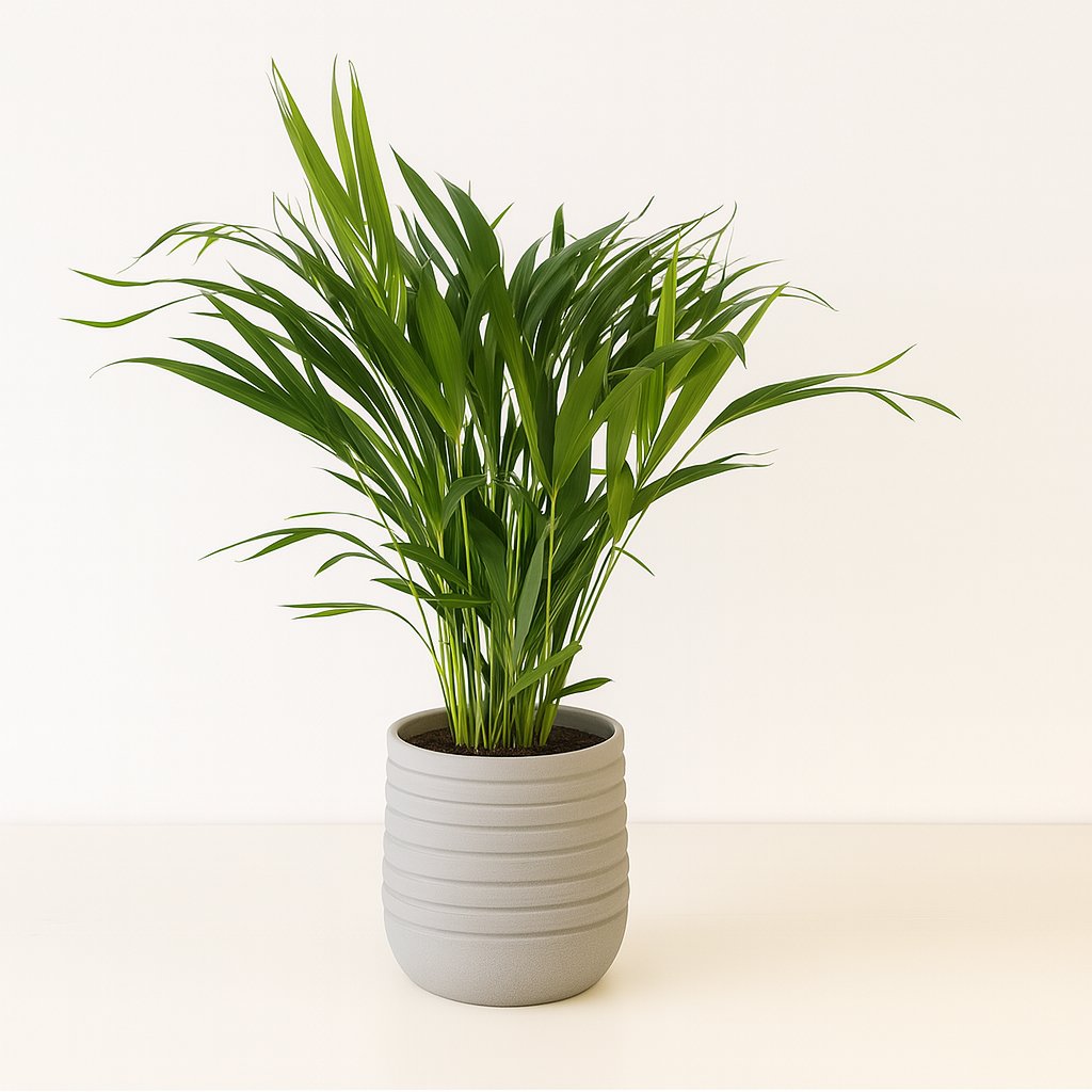 Dypsis Lutescens - 60cm in einem modernen Studio mit modernem Topf