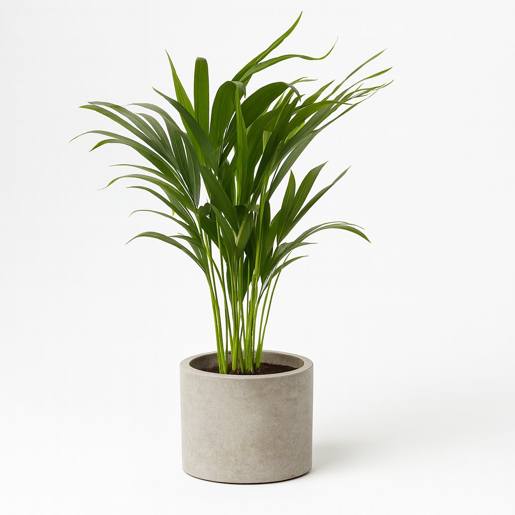 Dypsis Lutescens - 65cm in einem modernen Studio mit modernem Topf