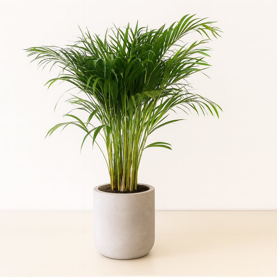 Dypsis Lutescens - Areca - 120cm in einem modernen Studio mit modernem Topf