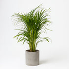 Dypsis Lutescens (Areca-Palme) - 100cm in einem modernen Studio mit modernem Topf