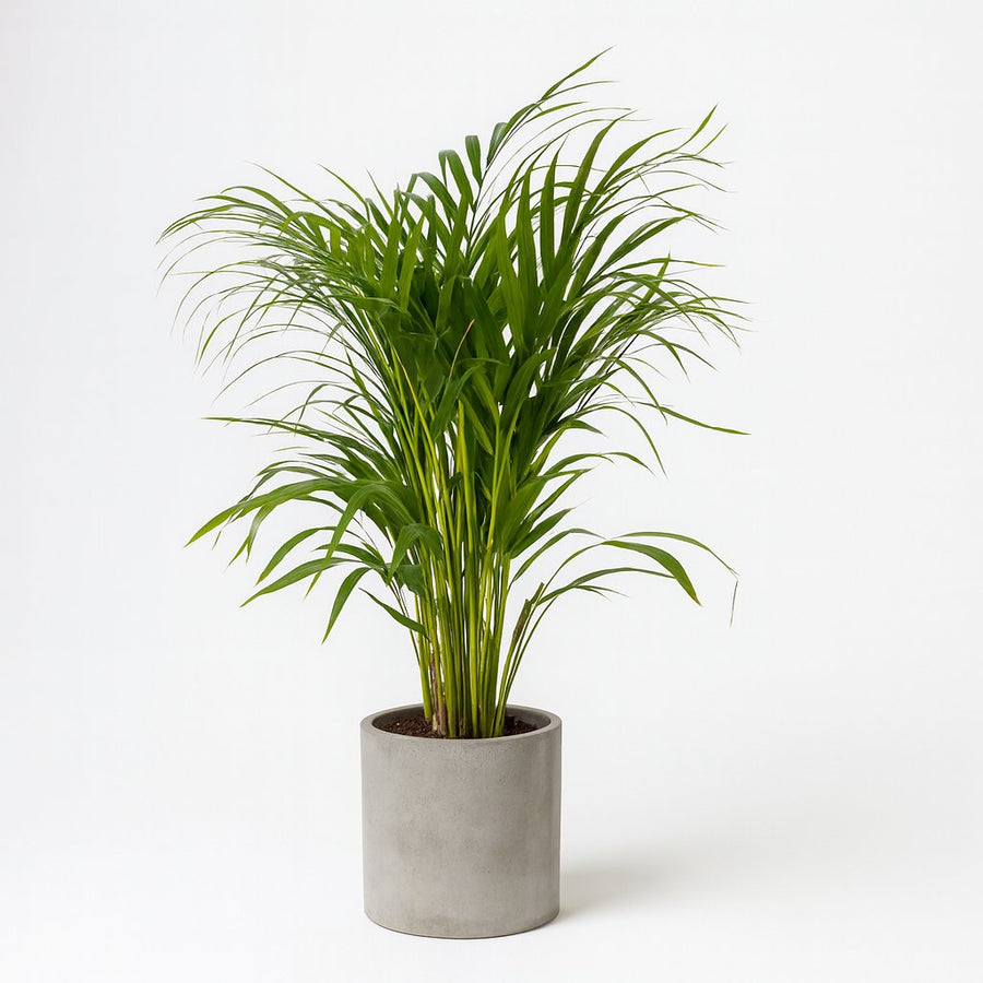 Dypsis Lutescens (Areca-Palme) - 100cm in einem modernen Studio mit modernem Topf