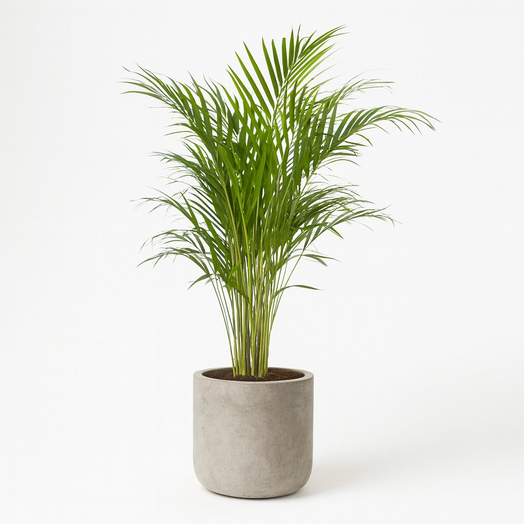 Dypsis Lutescens (Areca-Palme) - 120cm in einem modernen Studio mit modernem Topf