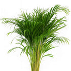 Dypsis Lutescens - 110cm