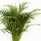 Dypsis Lutescens - 110cm