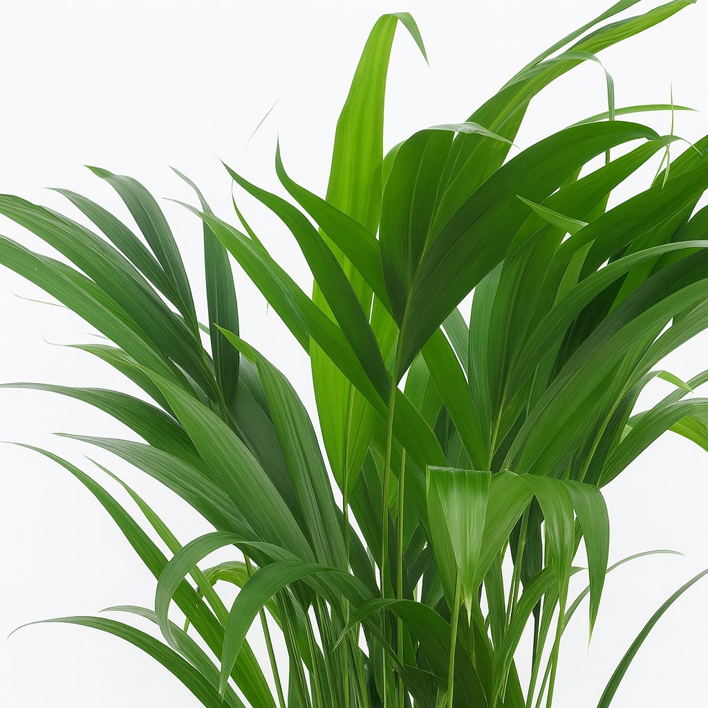 Dypsis Lutescens - 65cm