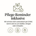 Philodendron Brasil hängend - 40cm