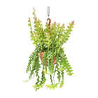 Epiphyllum Anguliger - 60cm in einem modernen Studio mit modernem Topf