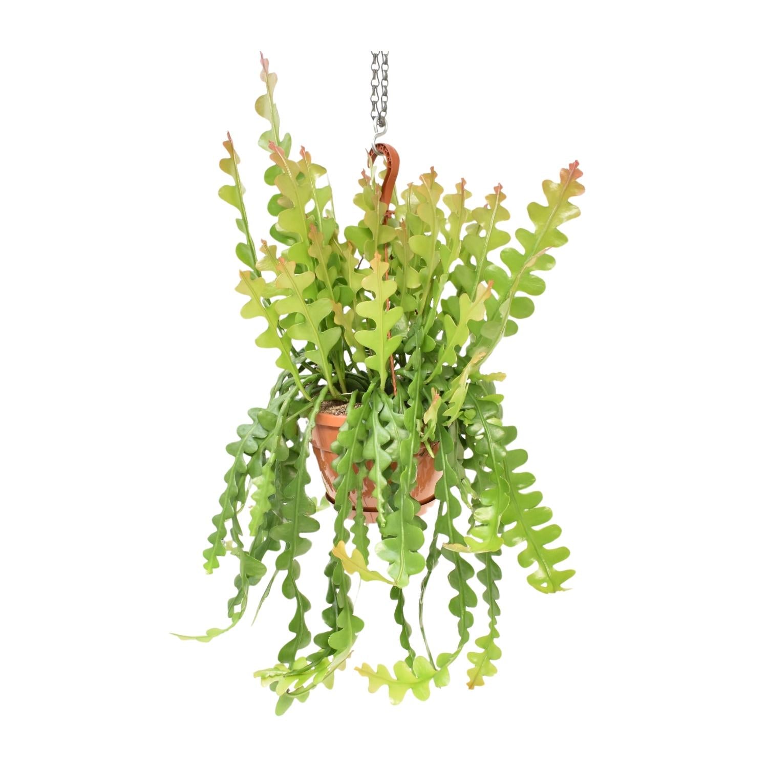 Epiphyllum Anguliger - 60cm in einem modernen Studio mit modernem Topf