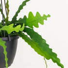 Epiphyllum Anguliger - 35cm