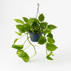 Epipremnum Aureum - 25cm in einem modernen Studio mit modernem Topf