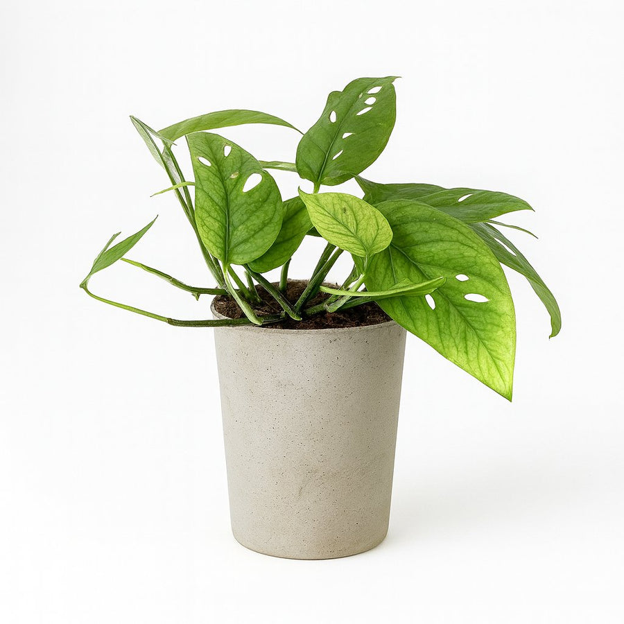 Epipremnum Cebu Blue - 20cm in einem modernen Studio mit modernem Topf