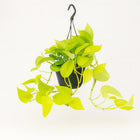 Epipremnum Golden Pothos - 25cm in einem modernen Studio mit modernem Topf