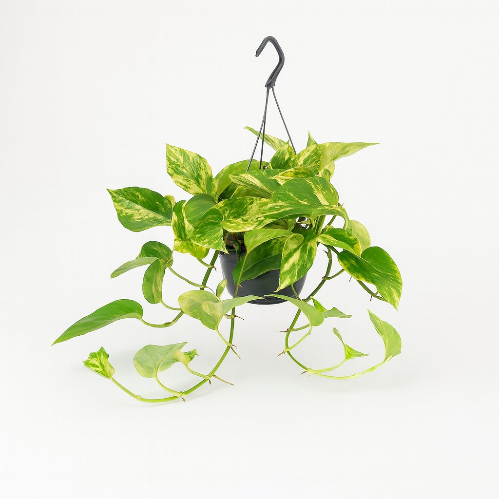 Epipremnum Marble Queen - 25cm in einem modernen Studio mit modernem Topf