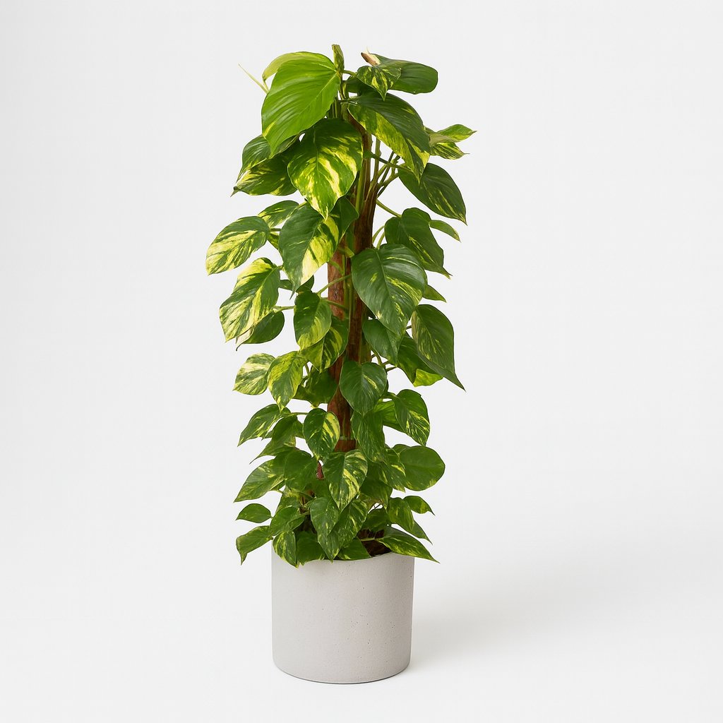 Epipremnum Pinnatum - 120cm in einem modernen Studio mit modernem Topf