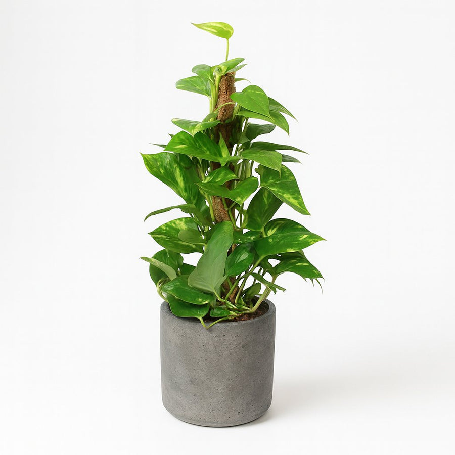 Epipremnum Pinnatum - 60cm in einem modernen Studio mit modernem Topf