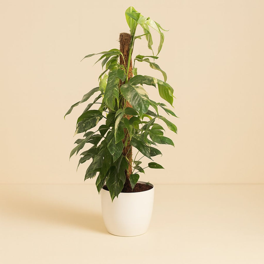 Epipremnum Pinnatum Albo Variegata - 125cm in einem modernen Studio mit modernem Topf