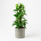 Epipremnum Pinnatum Variegata - 80cm in einem modernen Studio mit modernem Topf