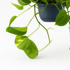 Epipremnum Aureum - 25cm