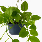 Epipremnum Aureum - 25cm-Nahaufnahme