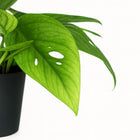 Epipremnum Cebu Blue - 20cm