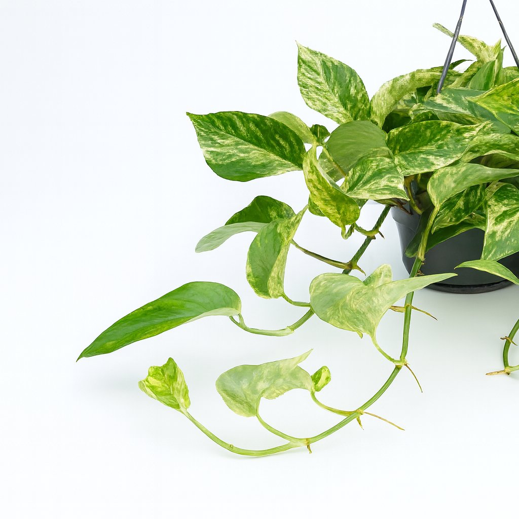 Epipremnum Marble Queen - 25cm