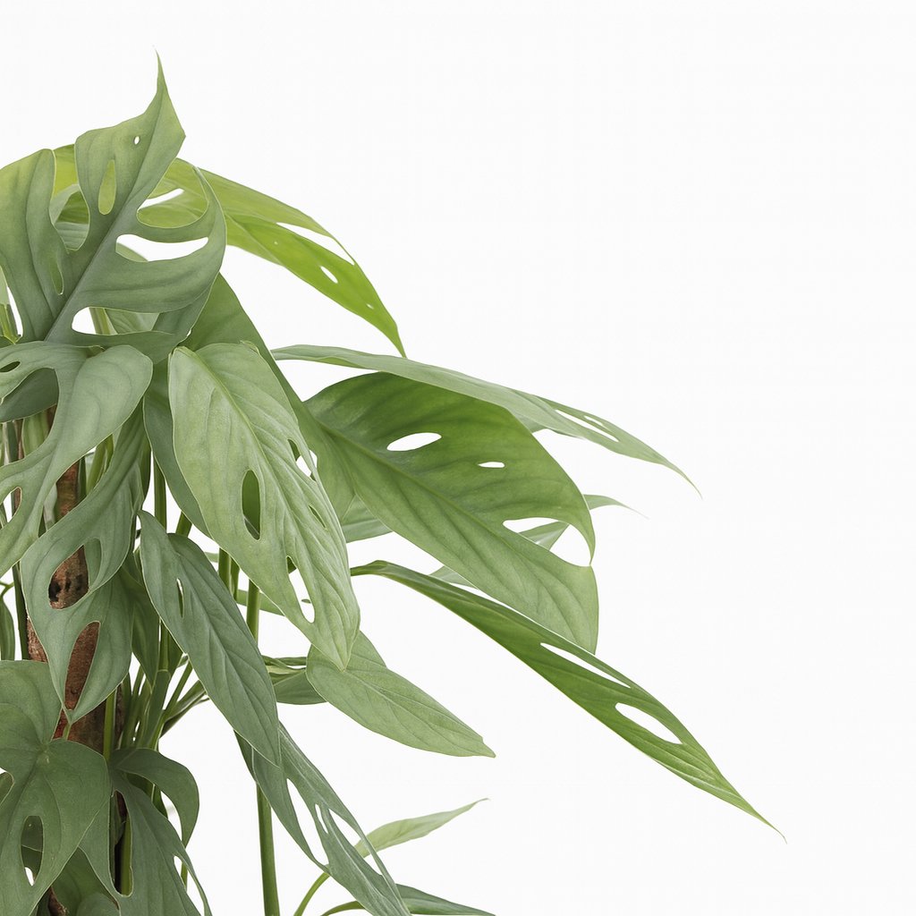 Epipremnum Pinnatum Cebu Blue - 65cm