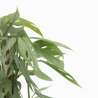 Epipremnum Pinnatum Cebu Blue - 65cm