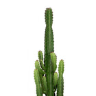 Euphorbia Acrurensis - 60cm