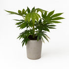 Fatsia Japonica Variegata - 60cm in einem modernen Studio mit modernem Topf