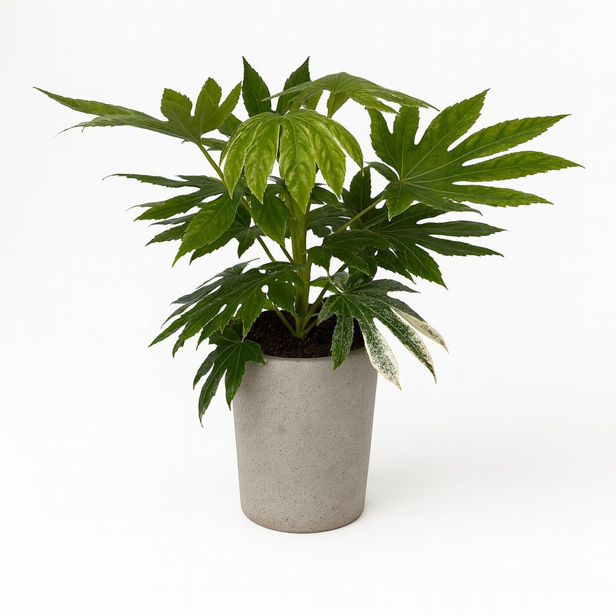 Fatsia Japonica Variegata - 60cm in einem modernen Studio mit modernem Topf