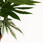 Fatsia Japonica Variegata - 60cm