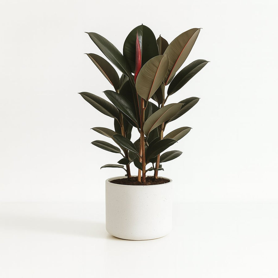 Ficus Abidjan - 90cm in einem modernen Studio mit modernem Topf