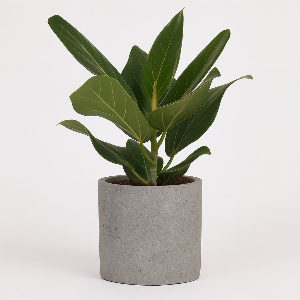 Ficus Bengalensis - 25cm in einem modernen Studio mit modernem Topf