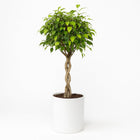 Ficus Benjamina Exotica - 120cm in einem modernen Studio mit modernem Topf
