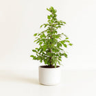 Ficus Benjamina Goldenking - 95cm in einem modernen Studio mit modernem Topf