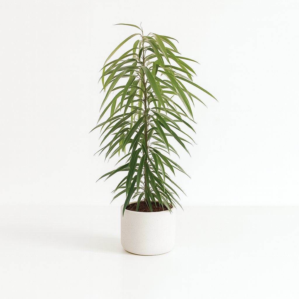 Ficus Binnendijkii Alii - 80cm in einem modernen Studio mit modernem Topf