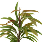 Ficus Binnendijkii Amstel King - 70cm