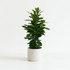 Ficus Cyathistipula - 105cm in einem modernen Studio mit modernem Topf