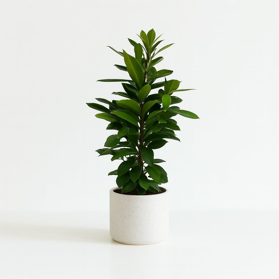 Ficus Cyathistipula - 105cm in einem modernen Studio mit modernem Topf