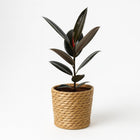 Ficus Elastica Abidjan - 55cm in einem modernen Studio mit modernem Topf