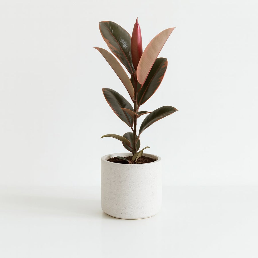 Ficus Elastica Belize - 55cm in einem modernen Studio mit modernem Topf