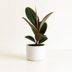 Ficus Elastica Robusta - 35cm in einem modernen Studio mit modernem Topf
