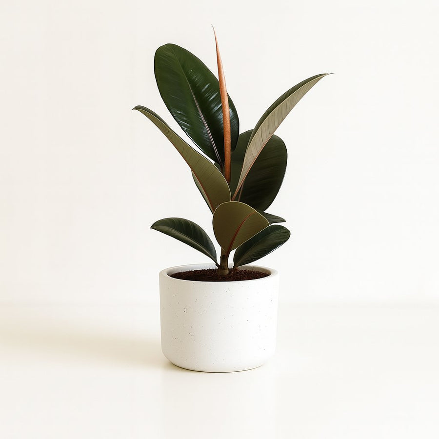 Ficus Elastica Robusta - 35cm in einem modernen Studio mit modernem Topf