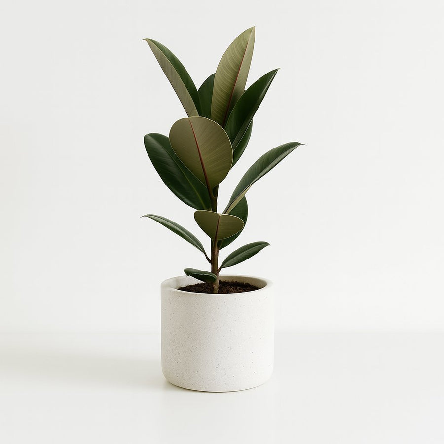 Ficus Elastica Robusta - 55cm in einem modernen Studio mit modernem Topf