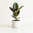 Ficus Elastica Robusta - 55cm in einem modernen Studio mit modernem Topf