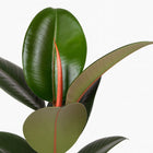 Ficus Elastica Robusta - 55cm